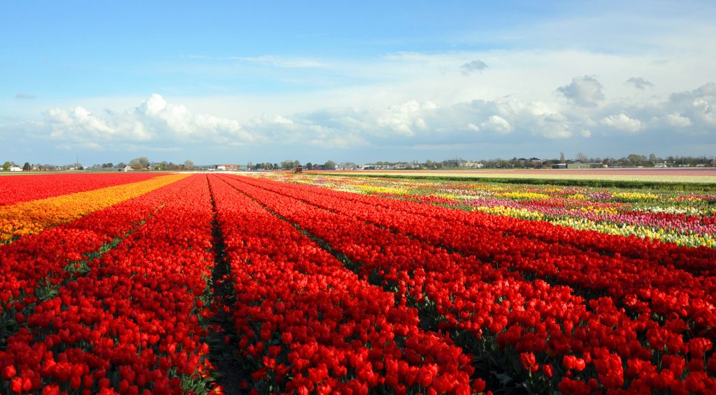 a-cameri-apre-il-campo-di-tulipani-da-autoraccolta